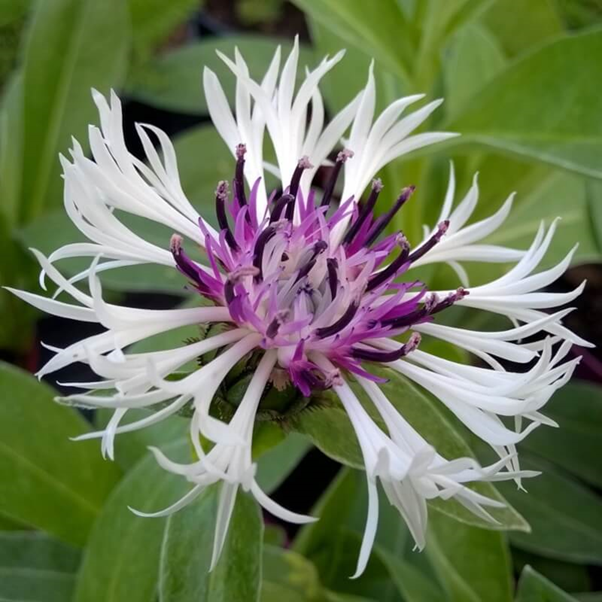 گل گندم (Centaurea cyanus)مجموعه تولیدی سیدوس ,تولید کننده گلدان پلاستیکی سیدوس