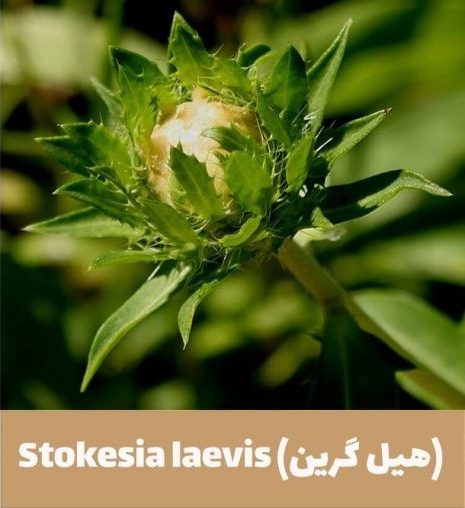 گل استوکزیا,خانواده: Compositae

نام علمی: Stokesia laevis
مجموعه تولیدی سیدوس,تولید کننده گلدان پلاستیکی سیدوس
تدوین:مینو غفوری ساداتیه

آدرس اینستاگرام:gooldono.stand.sidoos@

تلفن:09308743868