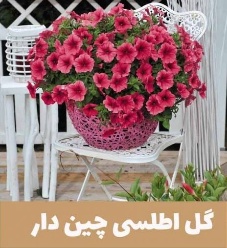 گل اطلسی یا petunia گیاهی از خانواده Solanaceae و بومی قاره آمریکا است.مجموعه تولیدی سیدوس,عتولید کننده گلدان پلاستیکی سیدوس.