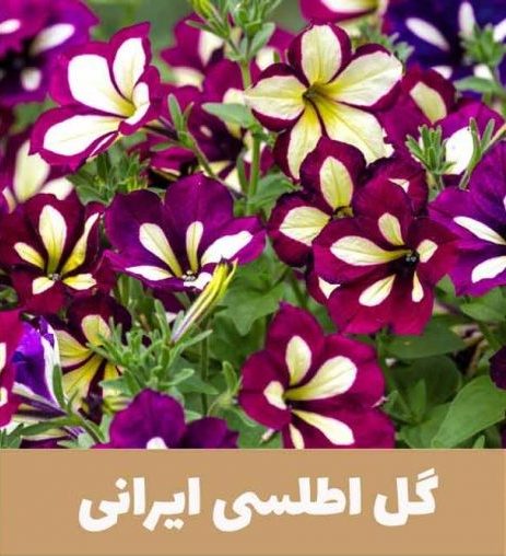 گل اطلسی یا petunia گیاهی از خانواده Solanaceae و بومی قاره آمریکا است. مجموعه تولیدی سیدوس,عتولید کننده گلدان پلاستیکی سیدوس.