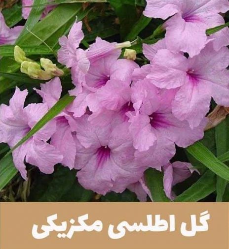 گل اطلسی یا petunia گیاهی از خانواده Solanaceae و بومی قاره آمریکا است.مجموعه تولیدی سیدوس,تولید کننده گلدان پلاستیکی سیدوس.