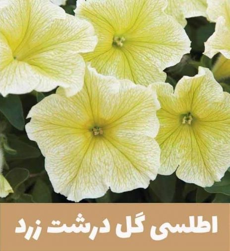 گل اطلسی یا petunia گیاهی از خانواده Solanaceae و بومی قاره آمریکا است.مجموعه تولیدی سیدوس,تولید کننده گلدان پلاستیکی سیدوس.