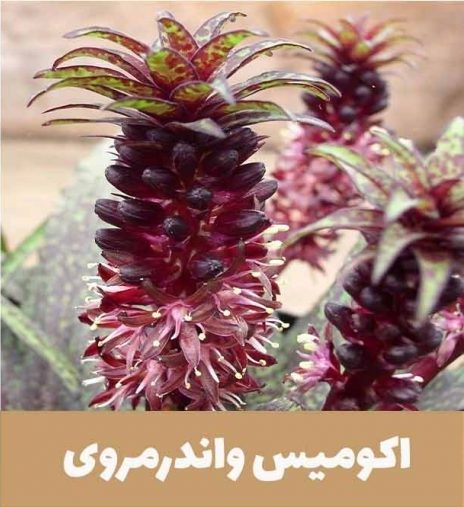 گل اِکومیس
نام به انگلیسی
 Pineapple lilyنام علمی	Eucomis bicolor
خانواده	Asparagaceae
مجموعه تولیدی سیدوس ,تولید کننده گلدان پلاستیکی سیدوس