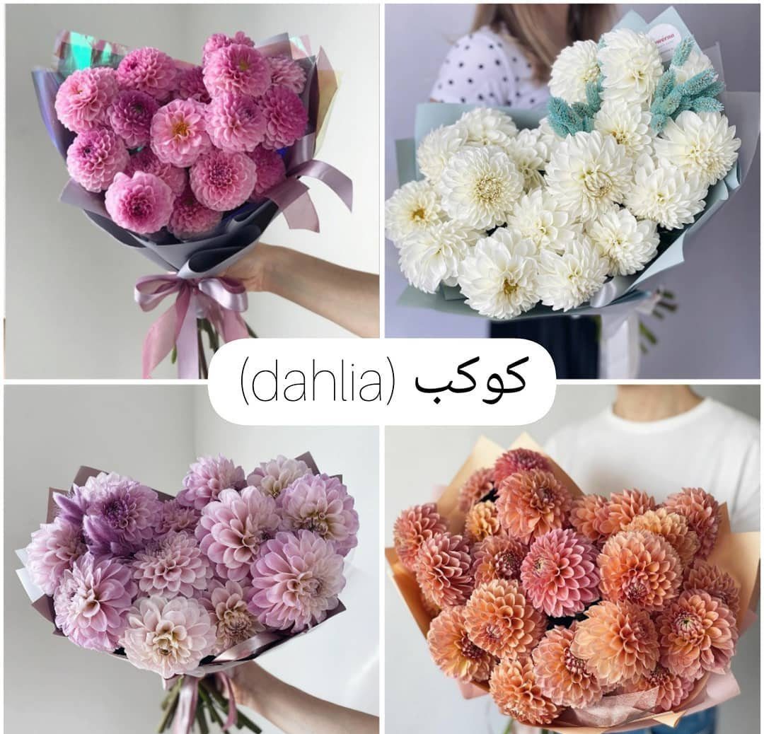Dahlia,گل کوکب