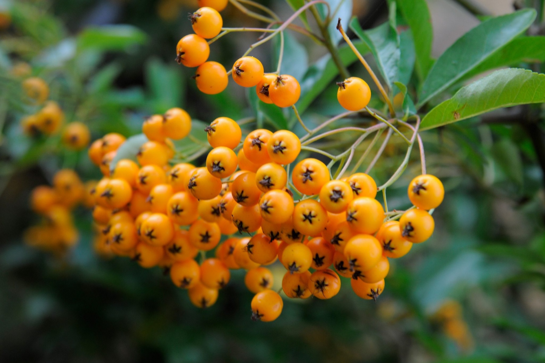  گیاه پیراکانتا با نام علمی Pyracantha Coccinea از خانواده Rosaceaeمجموعه تولیدی سیدوس ,تولید کننده گلدان پلاستیکی سیدوس ,بیش از 120نوع, اعم از گلدان استوانه ای پلاستیکی سیدوس,گلدان الماسی پلاستیکی سیدوس,گلدان مربعی پلاستیکی,گلدان مثلثی پلاستیکی,گلدان گرد پلاستیکی ,باکس مستطیلی,در اندازه های کاکتوسی تا درختچه ای