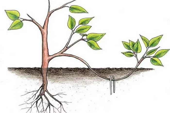 تکثیر گیاهان از بذر تا قلمه زنیPlant propagation from seed to cuttings
مجموعه تولیدی سیدوس ,تولید کننده گلدان پلاستیکی سیدوس ,بیش از 120نوع, اعم از گلدان استوانه ای پلاستیکی سیدوس,گلدان الماسی پلاستیکی سیدوس,گلدان مربعی پلاستیکی,گلدان مثلثی پلاستیکی,گلدان گرد پلاستیکی ,باکس مستطیلی,در اندازه های کاکتوسی تا درختچه ای