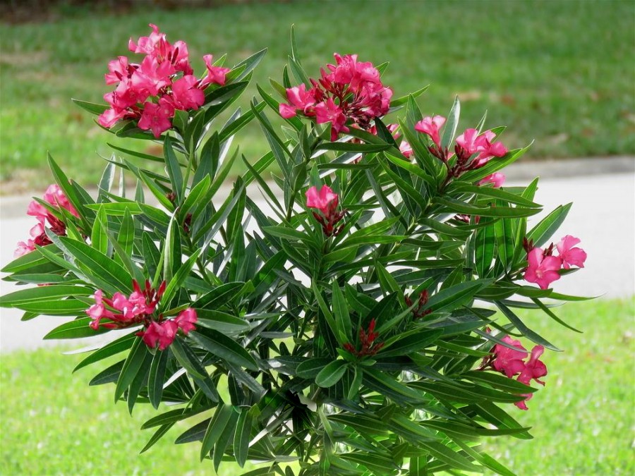 گل خر زهره (Oleander)نام علمی: (Nerium oleander)