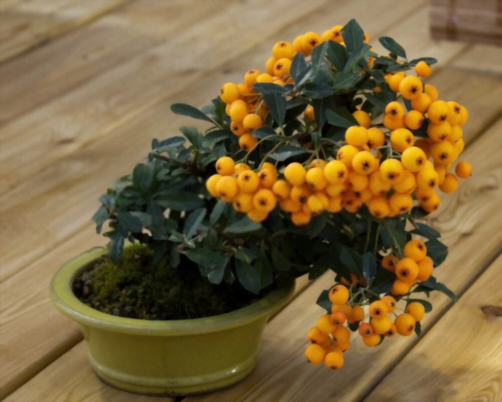  گیاه پیراکانتا با نام علمی Pyracantha Coccinea از خانواده Rosaceaeمجموعه تولیدی سیدوس ,تولید کننده گلدان پلاستیکی سیدوس ,بیش از 120نوع, اعم از گلدان استوانه ای پلاستیکی سیدوس,گلدان الماسی پلاستیکی سیدوس,گلدان مربعی پلاستیکی,گلدان مثلثی پلاستیکی,گلدان گرد پلاستیکی ,باکس مستطیلی,در اندازه های کاکتوسی تا درختچه ای