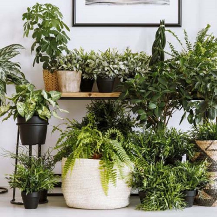گیاهانی که باید در زمستان به داخل منزل منتقل گرددPlants that should be brought indoors in winter
مجموعه تولیدی سیدوس ,تولید کننده گلدان پلاستیکی سیدوس ,بیش از 120نوع, اعم از گلدان استوانه ای پلاستیکی سیدوس,گلدان الماسی پلاستیکی سیدوس,گلدان مربعی پلاستیکی,گلدان مثلثی پلاستیکی,گلدان گرد پلاستیکی ,باکس مستطیلی,در اندازه های کاکتوسی تا درختچه ای