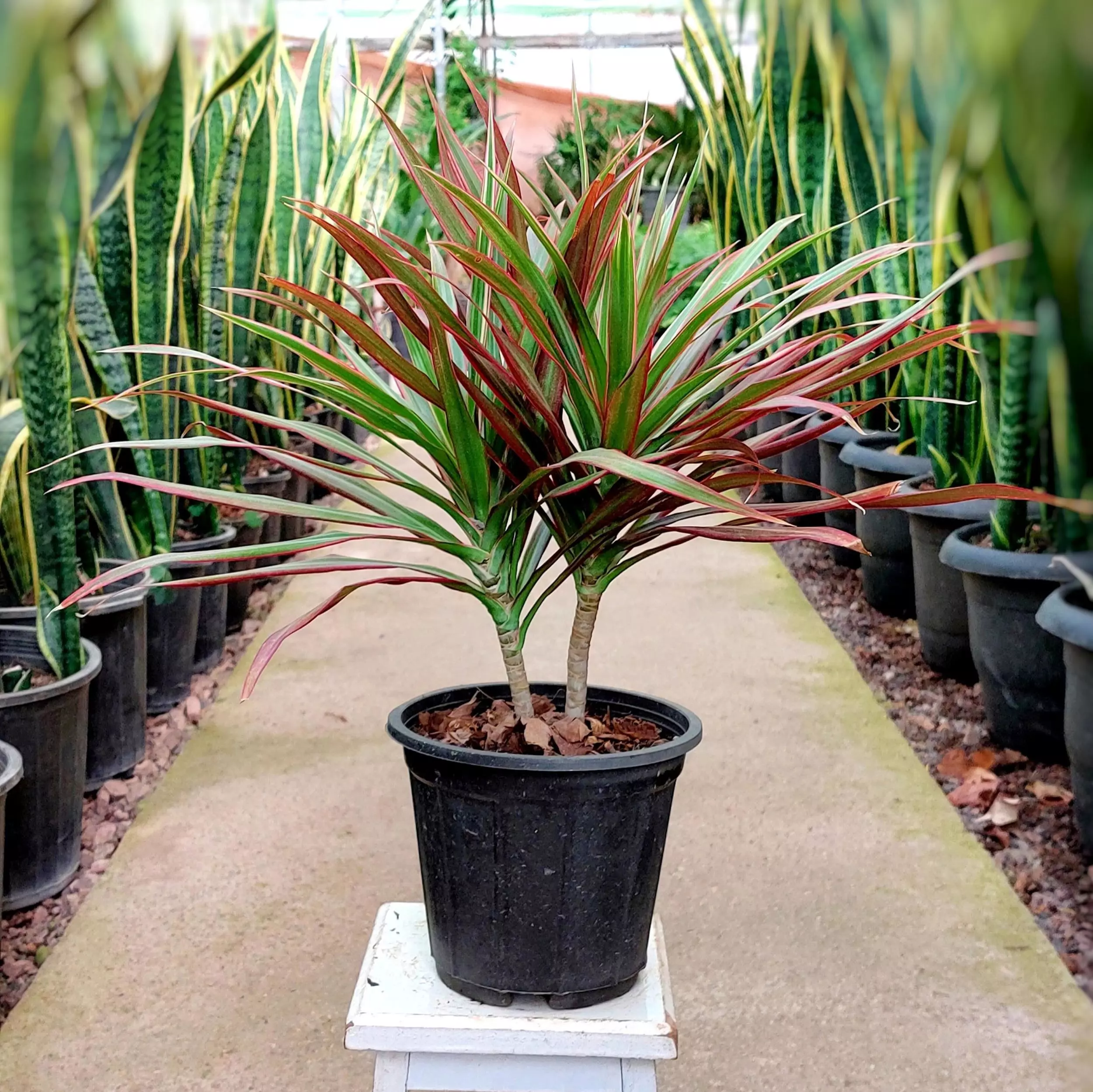 گیاه دراسنا که با نام علمی Dracaena marginata و نام انگلیسی Dragon tree شناخته می‌ شود، مجموعه تولیدی سیدوس, تولید کننده گلدان پلاستیکی سیدوس