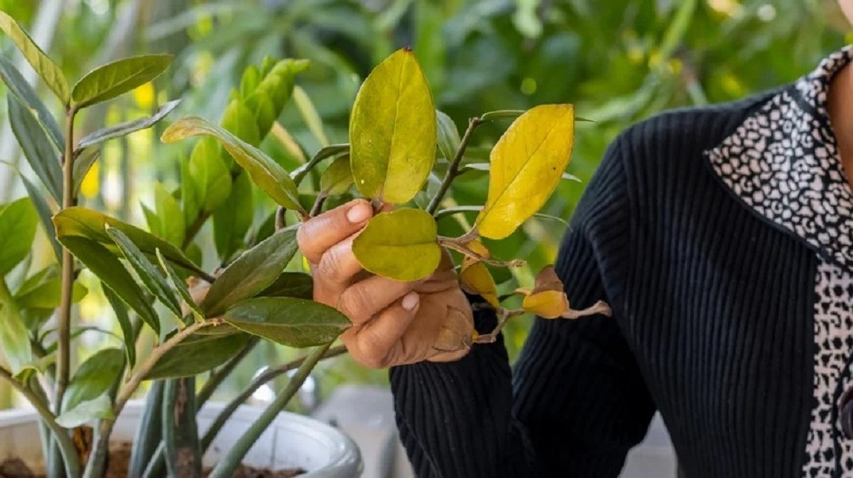 پوسیدگی ریشه زاموفیلیاRoot rot of zamophilia مجموعه تولیدی سیدوس ,تولید کننده گلدان پلاستیکی سیدوس ,بیش از 120نوع, اعم از گلدان استوانه ای پلاستیکی سیدوس,گلدان الماسی پلاستیکی سیدوس,گلدان مربعی پلاستیکی,گلدان مثلثی پلاستیکی,گلدان گرد پلاستیکی ,باکس مستطیلی,در اندازه های کاکتوسی تا درختچه ای