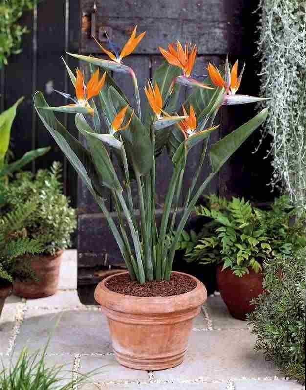 گل پرنده بهشتی یا استرلیتزیا (Strelitzia Reginae)مجموعه تولیدی سیدوس ,تولید کننده گلدان پلاستیکی سیدوس 