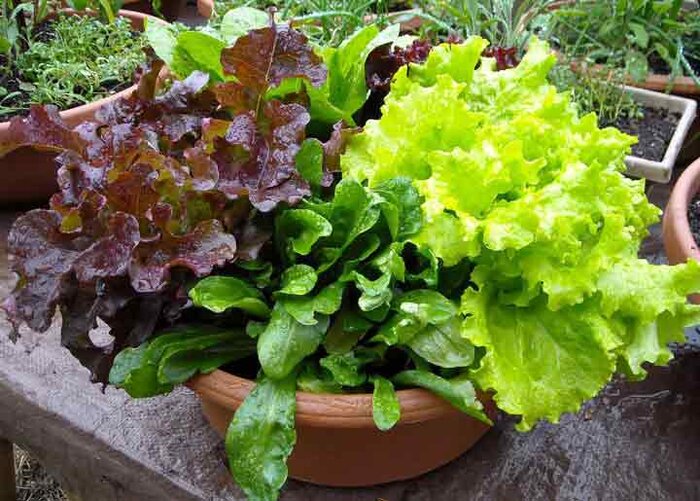 سبزیجات را در خانه از باقیمانده ها دوباره سبز کنیمRe-green vegetables at home from leftovers مجموعه تولیدی سیدوس ,تولید کننده گلدان پلاستیکی سیدوس ,بیش از 120نوع, اعم از گلدان استوانه ای پلاستیکی سیدوس,گلدان الماسی پلاستیکی سیدوس,گلدان مربعی پلاستیکی,گلدان مثلثی پلاستیکی,گلدان گرد پلاستیکی ,باکس مستطیلی,در اندازه های کاکتوسی تا درختچه ای