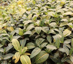 گل سانچزیا بانام علمی Sanchezia از خانواده ی Acanthus مجموعه تولیدی سیدوس تولید کننده گلدان های پلاستیکی استوانه ای سیدوس