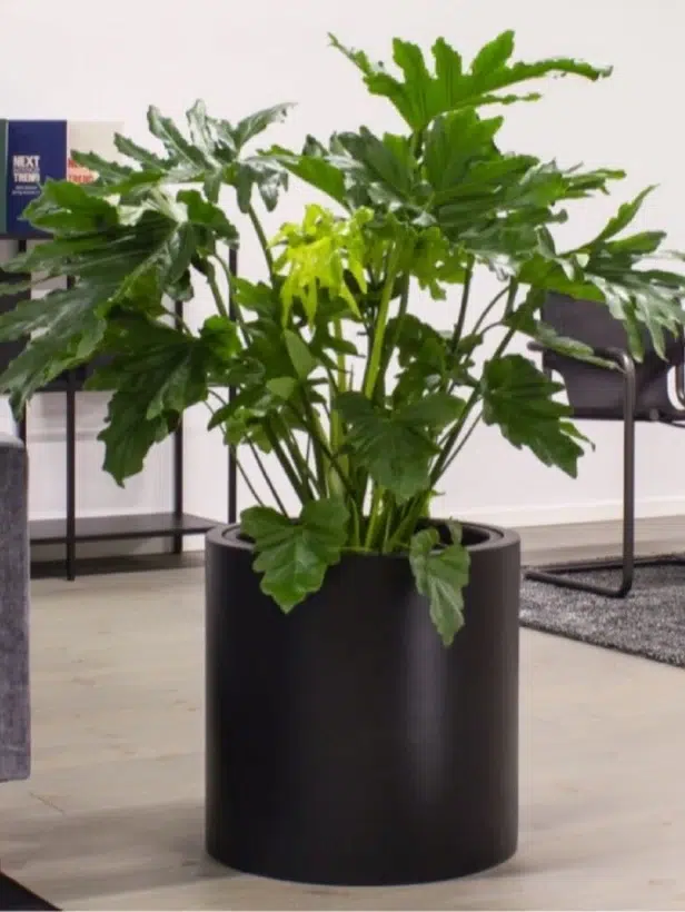 گلدان پلاستیکی بهترین انتخاب برای فضای سبز شماستThe plastic pot is the best choice for your green space
مجموعه تولیدی سیدوس ,تولید کننده گلدان پلاستیکی سیدوس ,بیش از 120نوع, اعم از گلدان استوانه ای پلاستیکی سیدوس,گلدان الماسی پلاستیکی سیدوس,گلدان مربعی پلاستیکی,گلدان مثلثی پلاستیکی,گلدان گرد پلاستیکی ,باکس مستطیلی,در اندازه های کاکتوسی تا درختچه ای