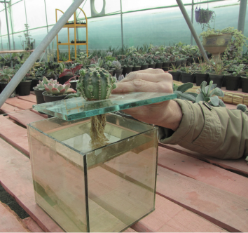 کاکتوس در کشت هیدرو پونیکCactus in hydroponic culture مجموعه تولیدی سیدوس ,تولید کننده گلدان پلاستیکی سیدوس