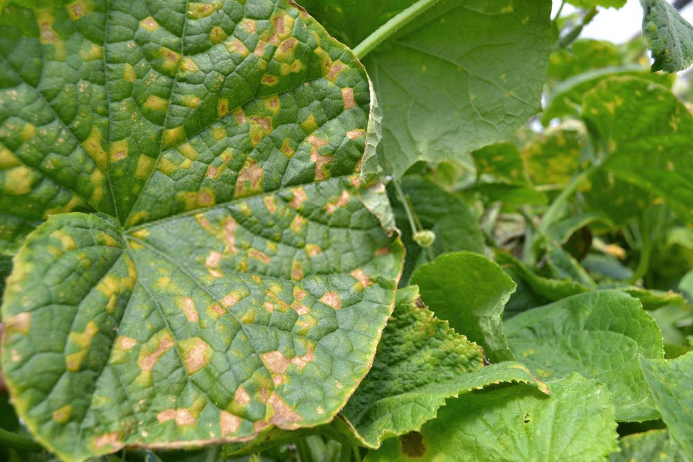 بیماری قارچی گیاهان Fungal plant disease
مجموعه تولیدی سیدوس ,تولید کننده گلدان پلاستیکی سیدوس ,بیش از 120نوع, اعم از گلدان استوانه ای پلاستیکی سیدوس,گلدان الماسی پلاستیکی سیدوس,گلدان مربعی پلاستیکی,گلدان مثلثی پلاستیکی,گلدان گرد پلاستیکی ,باکس مستطیلی,در اندازه های کاکتوسی تا درختچه ای

تدوین:مینو غفوری ساداتیه

آدرس اینستاگرام:gooldono.stand.sidoos@

تلفن:09308743868