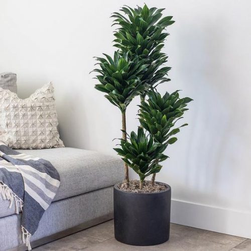 درختچه های آپارتمانی در گلدان پلاستیکی سیدوسApartment shrubs in plastic pots Sidoos
مجموعه تولیدی سیدوس ,تولید کننده گلدان پلاستیکی سیدوس ,بیش از 120نوع, اعم از گلدان استوانه ای پلاستیکی سیدوس,گلدان الماسی پلاستیکی سیدوس,گلدان مربعی پلاستیکی,گلدان مثلثی پلاستیکی,گلدان گرد پلاستیکی ,باکس مستطیلی,در اندازه های کاکتوسی تا درختچه ای