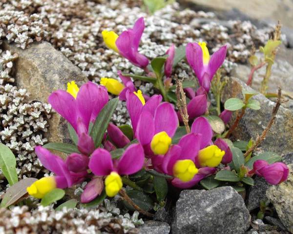 گیاهان پوششی (به انگلیسی: Cover crop)، به گیاهانی گفته می‌شود که برای پوشاندن خاک کاشته می‌شوند نه برای برداشت.مجموعه تولیدی سیدوس ,تولید کننده گلدان پلاستیکی سیدوس ,بیش از 120نوع, اعم از گلدان استوانه ای پلاستیکی سیدوس,گلدان الماسی پلاستیکی سیدوس,گلدان مربعی پلاستیکی,گلدان مثلثی پلاستیکی,گلدان گرد پلاستیکی ,باکس مستطیلی,در اندازه های کاکتوسی تا درختچه ای