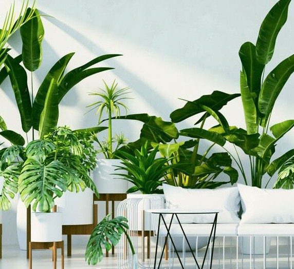 دمای ایده‌آل برای رشد بهتر گیاهان آپارتمانی The ideal temperature for better growth of houseplants مجموعه تولیدی سیدوس ,تولید کننده گلدان پلاستیکی سیدوس ,بیش از 120نوع, اعم از گلدان استوانه ای پلاستیکی سیدوس,گلدان الماسی پلاستیکی سیدوس,گلدان مربعی پلاستیکی,گلدان مثلثی پلاستیکی,گلدان گرد پلاستیکی ,باکس مستطیلی,در اندازه های کاکتوسی تا درختچه ای