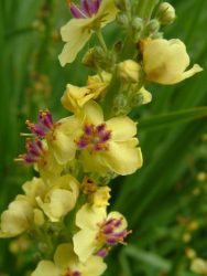 گل ماهور، خرگوشک یا بوصیر (نام علمی: Verbascum) مجموعه تولیدی سیدوس تولید کننده گلدان پلاستیکی سیدوس تدوین:مینو غفوری ساداتیه آدرس اینستاگرام:gooldono.stand.sidoos@ تلفن:09308743868