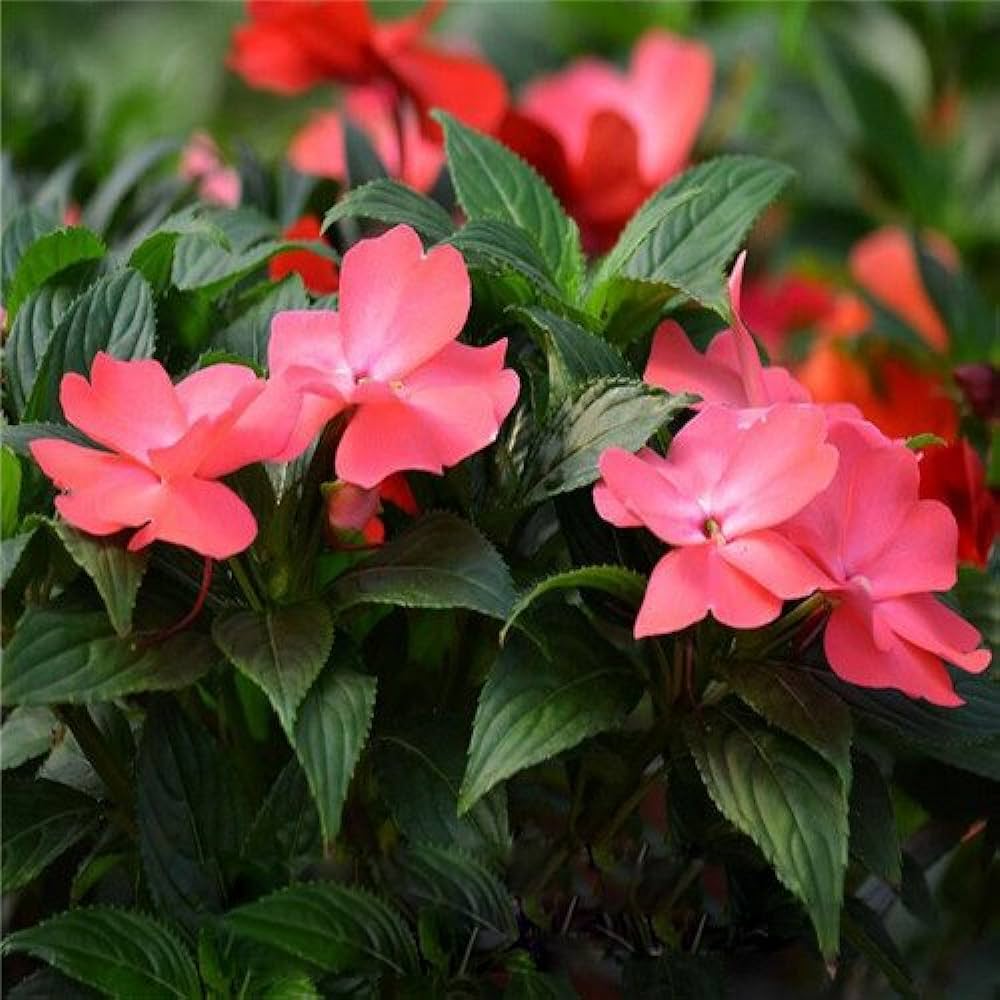 گل حنا با نام انگلیسی Touch me not و نام علمی Impatiens از گیاهان علفی خانواده Balsaminaceae محسوب می‌شود.مجموعه تولیدی سیدوس ,تولید کننده گلدان پلاستیکی سیدوس ,بیش از 120نوع, اعم از گلدان استوانه ای پلاستیکی سیدوس,گلدان الماسی پلاستیکی سیدوس,گلدان مربعی پلاستیکی,گلدان مثلثی پلاستیکی,گلدان گرد پلاستیکی ,باکس مستطیلی,در اندازه های کاکتوسی تا درختچه ای