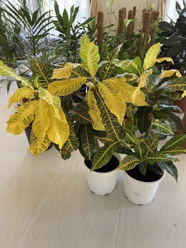 گیاه آپارتمانی کروتن پرتقالیOrange Croton Houseplant
مجموعه تولیدی سیدوس ,تولید کننده گلدان پلاستیکی سیدوس ,بیش از 120نوع, اعم از گلدان استوانه ای پلاستیکی سیدوس,گلدان الماسی پلاستیکی سیدوس,گلدان مربعی پلاستیکی,گلدان مثلثی پلاستیکی,گلدان گرد پلاستیکی ,باکس مستطیلی,در اندازه های کاکتوسی تا درختچه ای