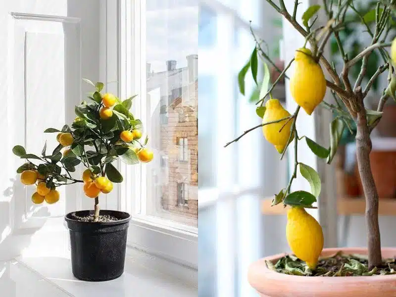  درخت لیمو ترش در گلدان پلاستیکی سیدوسLemon tree in a plastic pot Sidoos مجموعه تولیدی سیدوس ,تولید کننده گلدان پلاستیکی سیدوس ,بیش از 120نوع, اعم از گلدان استوانه ای پلاستیکی سیدوس,گلدان الماسی پلاستیکی سیدوس,گلدان مربعی پلاستیکی,گلدان مثلثی پلاستیکی,گلدان گرد پلاستیکی ,باکس مستطیلی,در اندازه های کاکتوسی تا درختچه ای