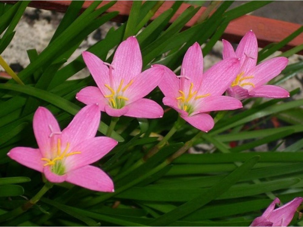 گل زفیرانتس(Zephyrlily)ZephyranthesAmaryllidoideae مجموعه تولیدی سیدوس تولید کننده گلدان پلاستیکی استوانه ای سیدوس