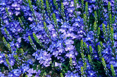 گل سیزابVeronica persica,anaghalis arvensis
مجموعه تولیدی سیدوس , تولید کننده گلدان پلاستیکی سیدوس  واستند فلزی ست