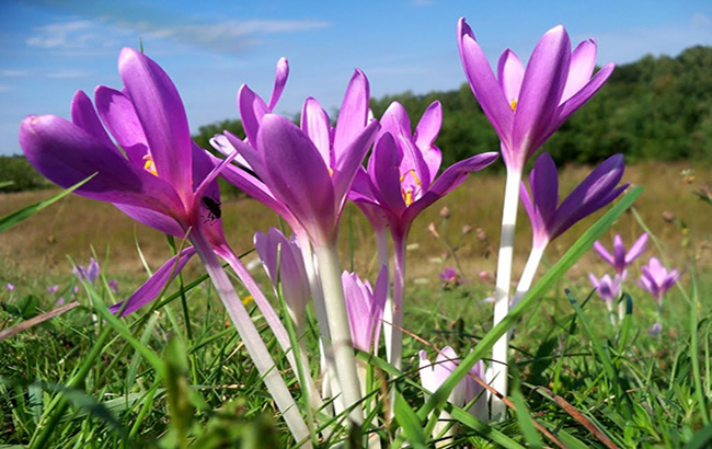 گل و گیاهان پاییزی برای علاقه مندان پاییزAutumn flowers and
 plants for autumn lovers
مجموعه تولیدی سیدوس ,تولید کننده گلدان پلاستیکی سیدوس ,بیش از 120نوع, اعم از گلدان استوانه ای پلاستیکی سیدوس,گلدان الماسی پلاستیکی سیدوس,گلدان مربعی پلاستیکی,گلدان مثلثی پلاستیکی,گلدان گرد پلاستیکی ,باکس مستطیلی,در اندازه های کاکتوسی تا درختچه ای