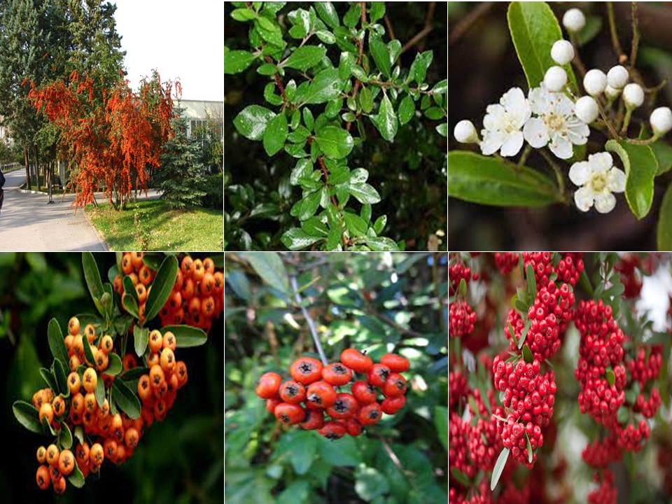  گیاه پیراکانتا با نام علمی Pyracantha Coccinea از خانواده Rosaceaeمجموعه تولیدی سیدوس ,تولید کننده گلدان پلاستیکی سیدوس ,بیش از 120نوع, اعم از گلدان استوانه ای پلاستیکی سیدوس,گلدان الماسی پلاستیکی سیدوس,گلدان مربعی پلاستیکی,گلدان مثلثی پلاستیکی,گلدان گرد پلاستیکی ,باکس مستطیلی,در اندازه های کاکتوسی تا درختچه ای