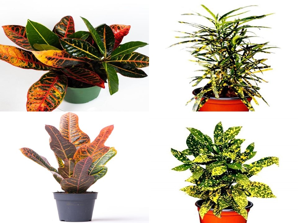 گیاهان آپارتمانی که باید با احتیاط جابجا کرد Houseplants that should be moved with care مجموعه تولیدی سیدوس ,تولید کننده گلدان پلاستیکی سیدوس ,بیش از 120نوع, اعم از گلدان استوانه ای پلاستیکی سیدوس,گلدان الماسی پلاستیکی سیدوس,گلدان مربعی پلاستیکی,گلدان مثلثی پلاستیکی,گلدان گرد پلاستیکی ,باکس مستطیلی,در اندازه های کاکتوسی تا درختچه ای