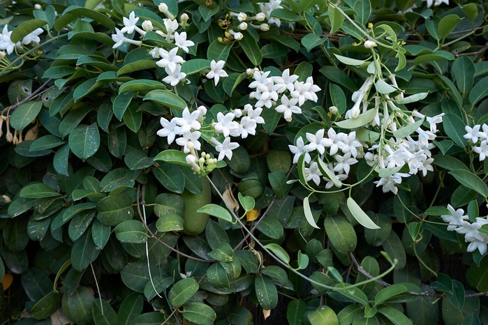 استفانوتیس (Stephanotis)مجموعه تولیدی سیدوس ,تولید کننده گلدان پلاستیکی سیدوس ,بیش از 120نوع, اعم از گلدان استوانه ای پلاستیکی سیدوس,گلدان الماسی پلاستیکی سیدوس,گلدان مربعی پلاستیکی,گلدان مثلثی پلاستیکی,گلدان گرد پلاستیکی ,باکس مستطیلی,در اندازه های کاکتوسی تا درختچه ای