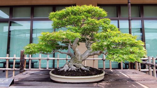 بونسای چیست؟تاریخچه بونسای وانواع آن What is bonsai? History of bonsai and its types مجموعه تولیدی سیدوس ,تولید کننده گلدان پلاستیکی سیدوس ,بیش از 120نوع, اعم از گلدان استوانه ای پلاستیکی سیدوس,گلدان الماسی پلاستیکی سیدوس,گلدان مربعی پلاستیکی,گلدان مثلثی پلاستیکی,گلدان گرد پلاستیکی ,باکس مستطیلی,در اندازه های کاکتوسی تا درختچه ای
