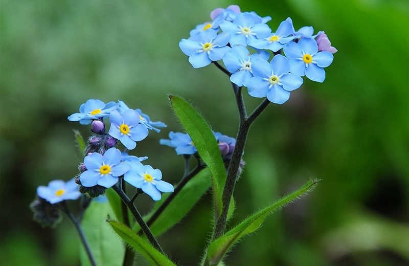 فراموشم مکن (نام علمی: Myosotis) مجموعه تولیدی سیدوس , تولید کننده گلدان پلاستیکی سیدوس