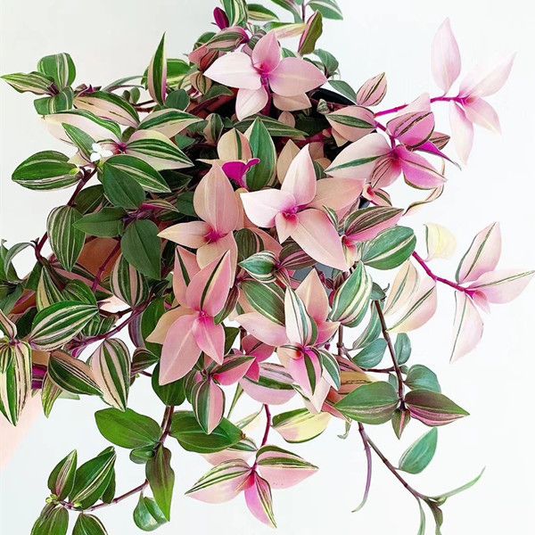 The bidi leaf flower (60 species) is beautiful in Sidoos plastic pot گل برگ بیدی (60گونه) در گلدان پلاستیکی سیدوس زیباست