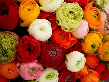 گل آنمون در گلدان پلاستیکی سیدوس Anemone flower in a plastic pot Sidoos گلدان پلاستیکی Plastic pot, plastic vase مجموعه تولیدی سیدوس ,تولید کننده گلدان پلاستیکی سیدوس ,بیش از 120نوع, اعم از گلدان استوانه ای پلاستیکی سیدوس,گلدان الماسی پلاستیکی سیدوس,گلدان مربعی پلاستیکی,گلدان مثلثی پلاستیکی,گلدان گرد پلاستیکی ,باکس مستطیلی,در اندازه های کاکتوسی تا درختچه ای
