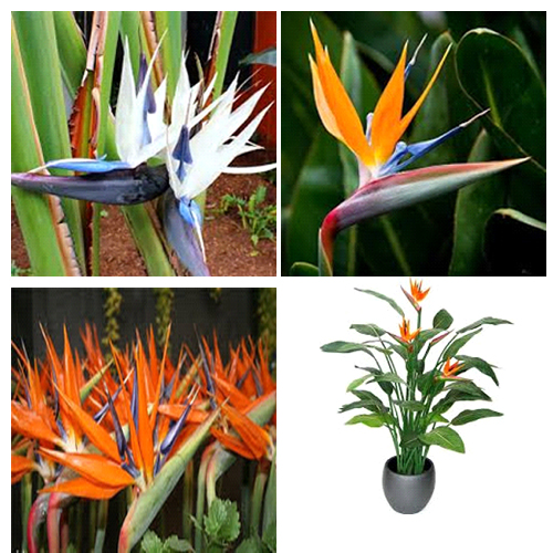 گل پرنده بهشتی یا استرلیتزیا (Strelitzia Reginae) مجموعه تولیدی سیدوس ,تولید کننده گلدان پلاستیکی سیدوس