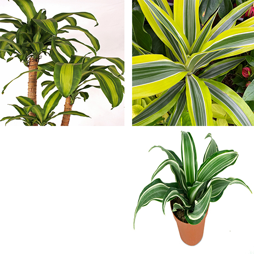 گیاه دراسنا که با نام علمی Dracaena marginata و نام انگلیسی Dragon tree شناخته می‌ شود، مجموعه تولیدی سیدوس, تولید کننده گلدان پلاستیکی سیدوس