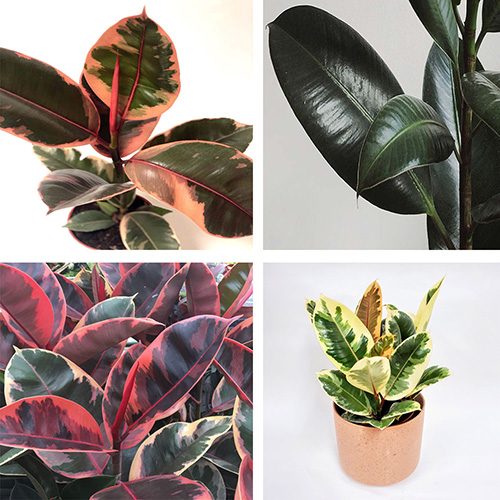 گیاه فیکوس الاستیکانام علمی این گیاه Ficus elastica و نام انگلیسی آن Rubber plant است مجموعه تولیدی سیدوس ,تولید کننده گلدان پلاستیکی سیدوس ,بیش از 120نوع, اعم از گلدان استوانه ای پلاستیکی سیدوس,گلدان الماسی پلاستیکی سیدوس,گلدان مربعی پلاستیکی,گلدان مثلثی پلاستیکی,گلدان گرد پلاستیکی ,باکس مستطیلی,در اندازه های کاکتوسی تا درختچه ای