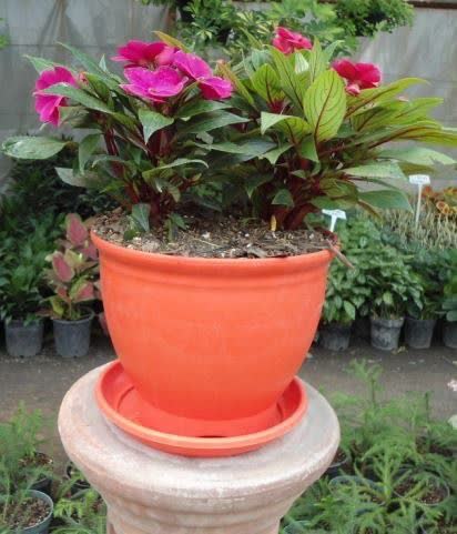 Planting plants inگلدان پلاستیکی سیدوس plastic pots and gardens (suitable for 10 flowers) کاشت گیاه درگلدان پلاستیکی وباغچه (10گل مناسب )