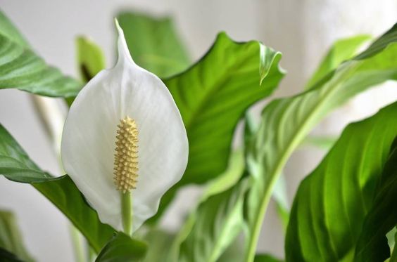 اسپاتی فیومنام علمی: Spathiphyllum
رده‌‌بندی بالاتر: گل‌شیپوریان
گلدان پلاستیکی  Plastic pot,  plastic vase مجموعه تولیدی سیدوس ,تولید کننده گلدان پلاستیکی سیدوس ,بیش از 120نوع, اعم از گلدان استوانه ای پلاستیکی سیدوس,گلدان الماسی پلاستیکی سیدوس,گلدان مربعی پلاستیکی,گلدان مثلثی پلاستیکی,گلدان گرد پلاستیکی ,باکس مستطیلی,در اندازه های کاکتوسی تا درختچه ای