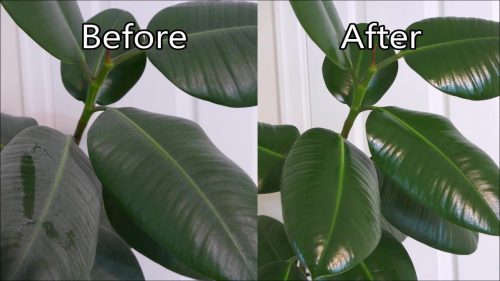 برگ گیاهان آپارتمانی را با شیر براق کنیم.Shine the leaves of houseplants with milk.
مجموعه تولیدی سیدوس ,تولید کننده گلدان پلاستیکی سیدوس ,بیش از 120نوع, اعم از گلدان استوانه ای پلاستیکی سیدوس,گلدان الماسی پلاستیکی سیدوس,گلدان مربعی پلاستیکی,گلدان مثلثی پلاستیکی,گلدان گرد پلاستیکی ,باکس مستطیلی,در اندازه های کاکتوسی تا درختچه ای