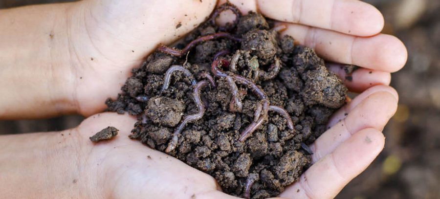 معایب ورمی کمپوستDisadvantages of vermicompost
مجموعه تولیدی سیدوس ,تولید کننده گلدان پلاستیکی سیدوس ,بیش از 120نوع, اعم از گلدان استوانه ای پلاستیکی سیدوس,گلدان الماسی پلاستیکی سیدوس,گلدان مربعی پلاستیکی,گلدان مثلثی پلاستیکی,گلدان گرد پلاستیکی ,باکس مستطیلی,در اندازه های کاکتوسی تا درختچه ای