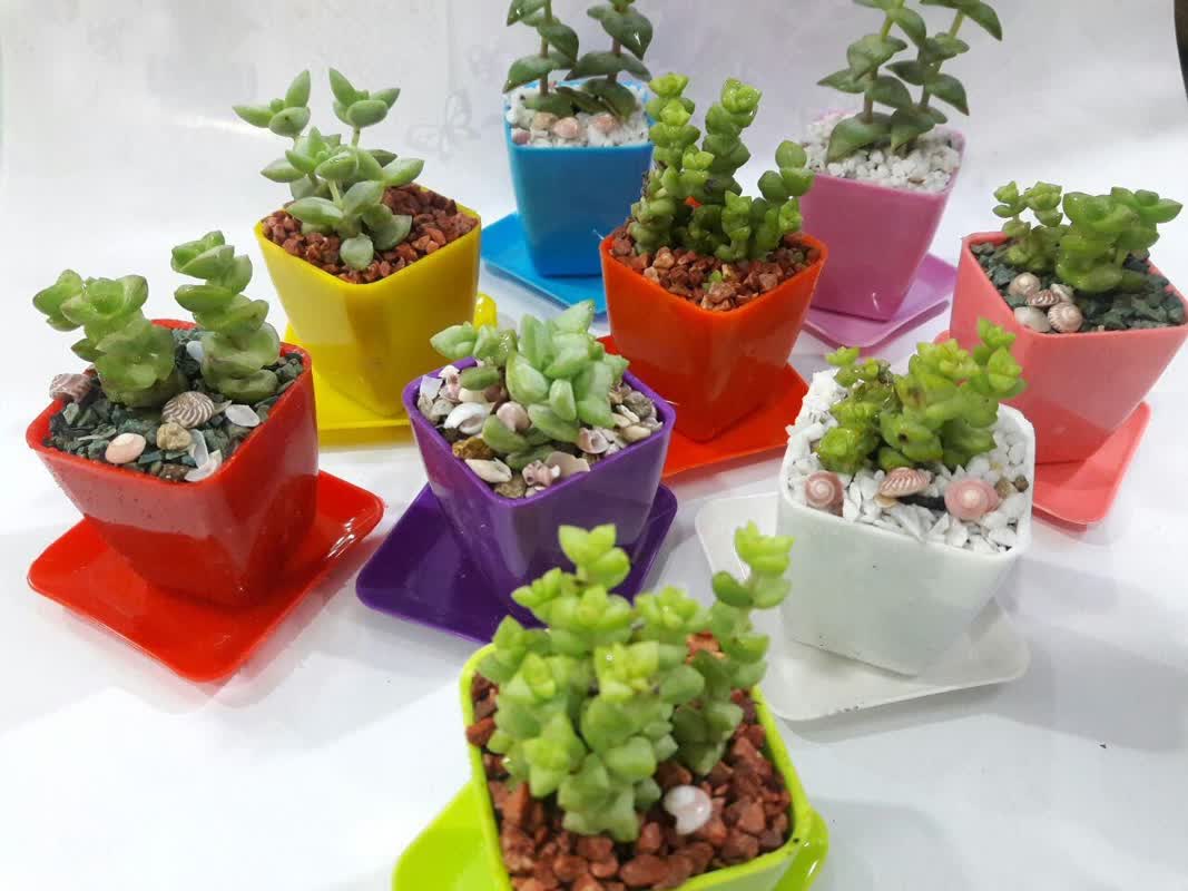 کاشت گل و گیاه آپارتمانی در گلدان پلاستیکی سیدوسPlanting flowers and houseplants in plastic pots Sidoos
گلدان پلاستیکی Plastic pot, plastic vase مجموعه تولیدی سیدوس ,تولید کننده گلدان پلاستیکی سیدوس ,بیش از 120نوع, اعم از گلدان استوانه ای پلاستیکی سیدوس,گلدان الماسی پلاستیکی سیدوس,گلدان مربعی پلاستیکی,گلدان مثلثی پلاستیکی,گلدان گرد پلاستیکی ,باکس مستطیلی,در اندازه های کاکتوسی تا درختچه ای