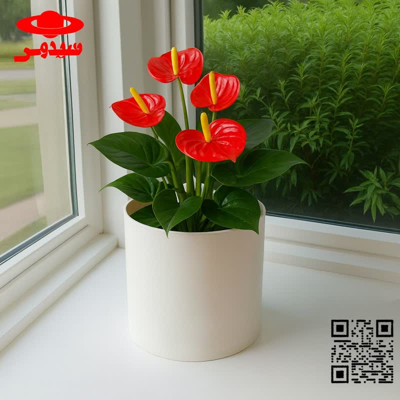 آنتوریوم گیاه آپارتمانی شیک ولاکچریAnthurium, a stylish and luxurious houseplant
گلدان پلاستیکی  Plastic pot,  plastic vase مجموعه تولیدی سیدوس ,تولید کننده گلدان پلاستیکی سیدوس ,بیش از 120نوع, اعم از گلدان استوانه ای پلاستیکی سیدوس,گلدان الماسی پلاستیکی سیدوس,گلدان مربعی پلاستیکی,گلدان مثلثی پلاستیکی,گلدان گرد پلاستیکی ,باکس مستطیلی,در اندازه های کاکتوسی تا درختچه ای