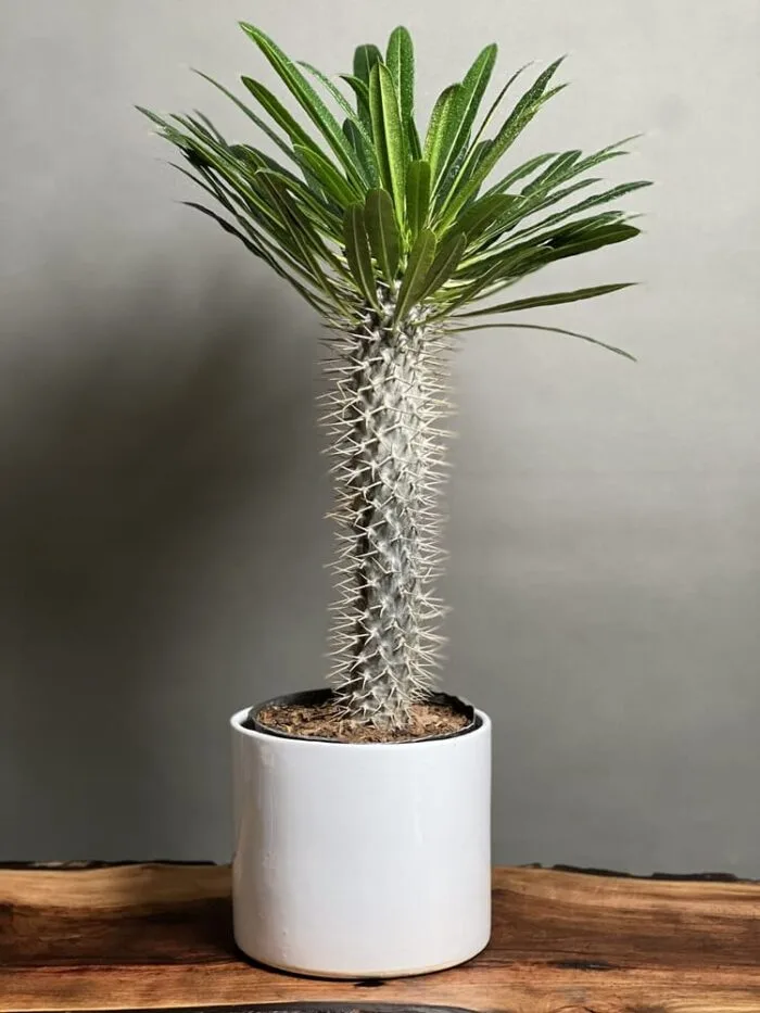 درختچه های آپارتمانی در گلدان پلاستیکی سیدوسApartment shrubs in plastic pots Sidoos
مجموعه تولیدی سیدوس ,تولید کننده گلدان پلاستیکی سیدوس ,بیش از 120نوع, اعم از گلدان استوانه ای پلاستیکی سیدوس,گلدان الماسی پلاستیکی سیدوس,گلدان مربعی پلاستیکی,گلدان مثلثی پلاستیکی,گلدان گرد پلاستیکی ,باکس مستطیلی,در اندازه های کاکتوسی تا درختچه ای