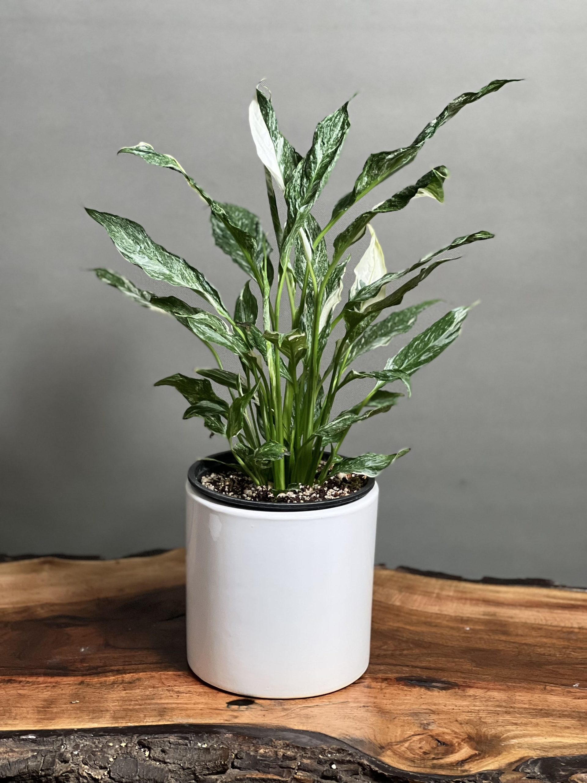 اسپاتی فیوم نام علمی: Spathiphyllum رده‌‌بندی بالاتر: گل‌شیپوریان گلدان پلاستیکی  Plastic pot,  plastic vase مجموعه تولیدی سیدوس ,تولید کننده گلدان پلاستیکی سیدوس ,بیش از 120نوع, اعم از گلدان استوانه ای پلاستیکی سیدوس,گلدان الماسی پلاستیکی سیدوس,گلدان مربعی پلاستیکی,گلدان مثلثی پلاستیکی,گلدان گرد پلاستیکی ,باکس مستطیلی,در اندازه های کاکتوسی تا درختچه ای