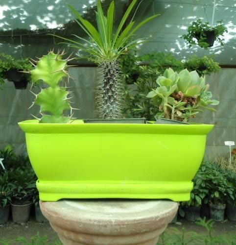 گلدان های پلاستیکی Plastic pot, plastic vase مجموعه تولیدی سیدوس ,تولید کننده گلدان های پلاستیکی سیدوس ,بیش از 120نوع, اعم از گلدان های پلاستیکی استوانه ای سیدوس,گلدان الماسی پلاستیکی سیدوس,گلدان مربعی پلاستیکی,گلدان مثلثی پلاستیکی,گلدان گرد پلاستیکی ,باکس مستطیلی,در اندازه های کاکتوسی تا درختچه ای